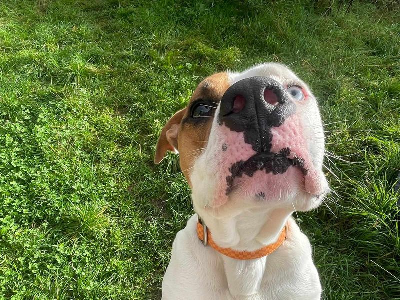 Boxer for adoption in Wales, Somerset – 2 years old - Image 1 of 5