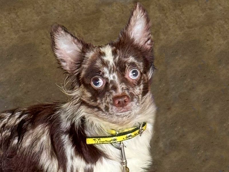 Chihuahua for adoption in Wickford, Essex – 4 years old - Image 2 of 2