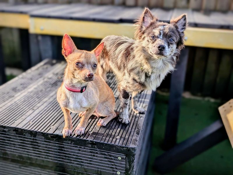 Chihuahua for adoption in Cardiff / Caerdydd, South Glamorgan – 3 years old - Image 3 of 4