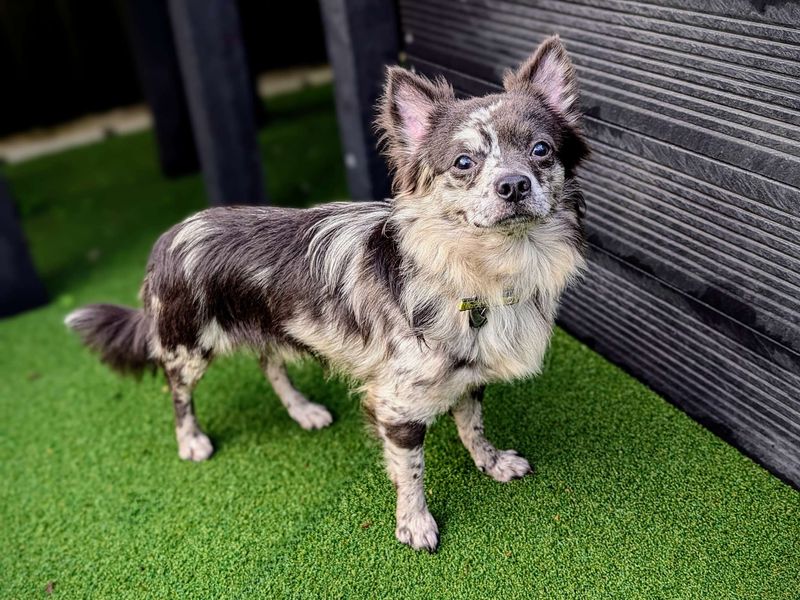 Chihuahua for adoption in Cardiff / Caerdydd, South Glamorgan – 3 years old - Image 4 of 4