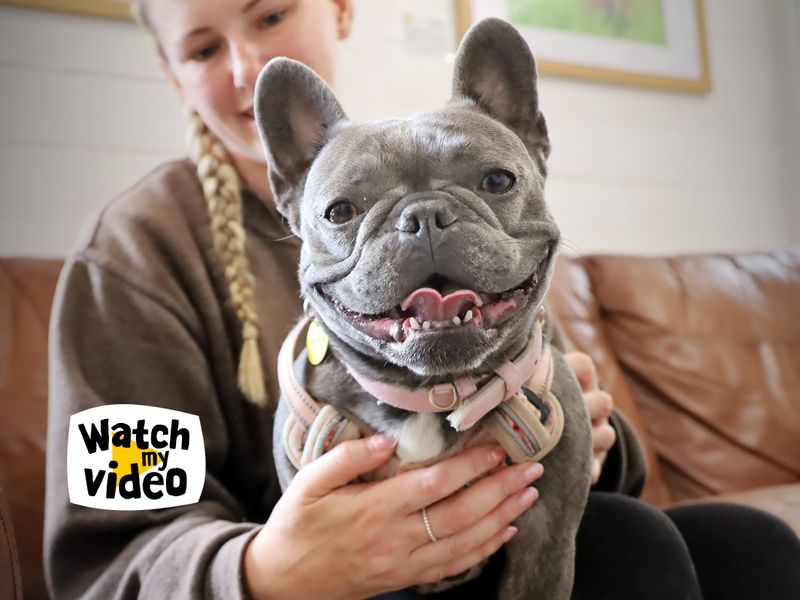 Bernie | French Bulldog | Leeds - 1