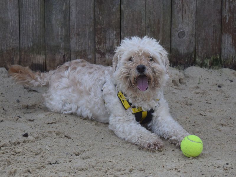 Cocker Spaniel for adoption in Uxbridge, London – 7 years old