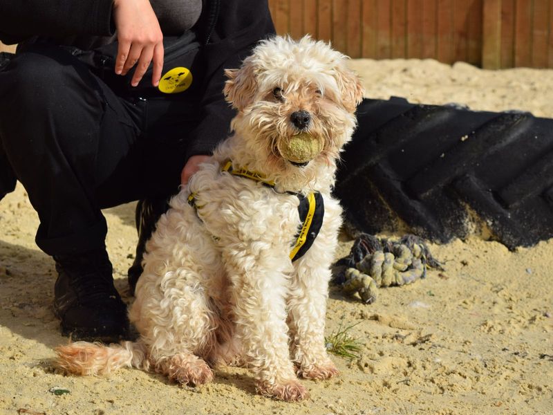 Poodle for adoption in Uxbridge, London – 7 years old - Image 4 of 5