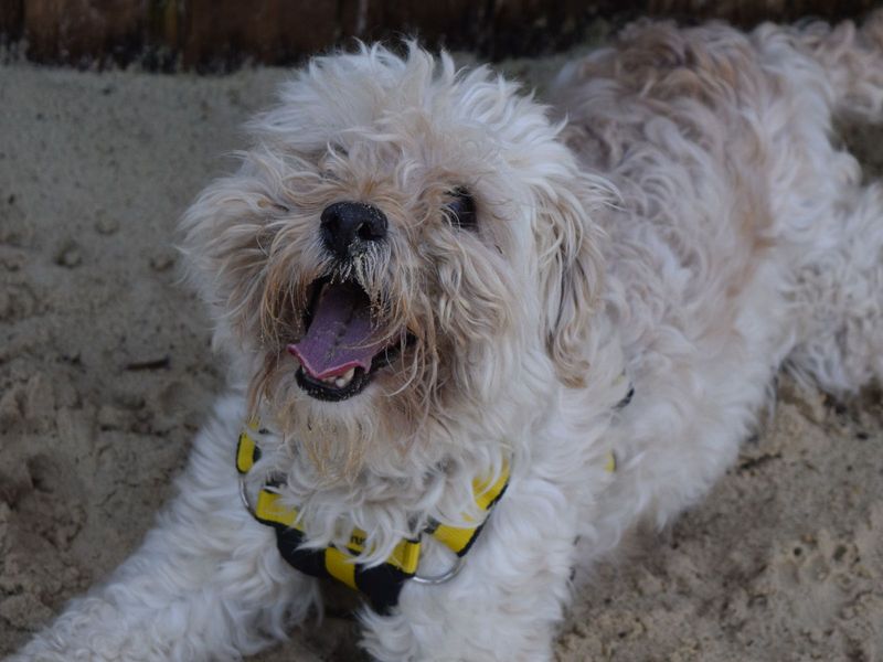 Poodle for adoption in Uxbridge, London – 7 years old - Image 2 of 5