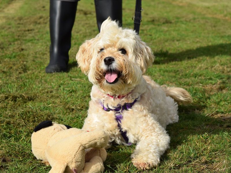 Poodle for adoption in Uxbridge, London – 7 years old - Image 5 of 5