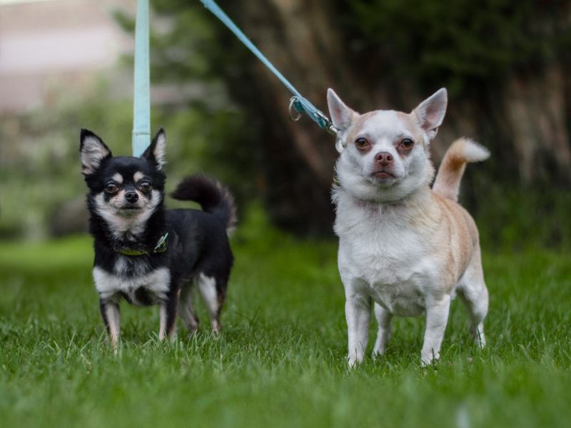 Princess - Image 2 of 3