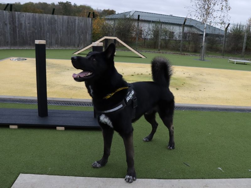 German Shepherd for adoption in Evesham, Worcestershire – 2 years old - Image 4 of 8