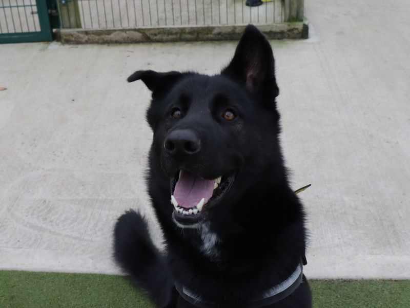 German Shepherd for adoption in Evesham, Worcestershire – 2 years old - Image 6 of 8