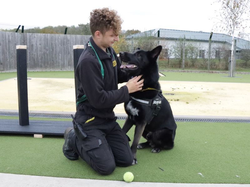 German Shepherd for adoption in Evesham, Worcestershire – 2 years old - Image 3 of 8