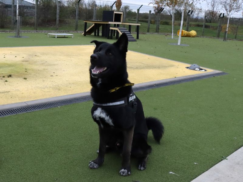 German Shepherd for adoption in Evesham, Worcestershire – 2 years old - Image 8 of 8