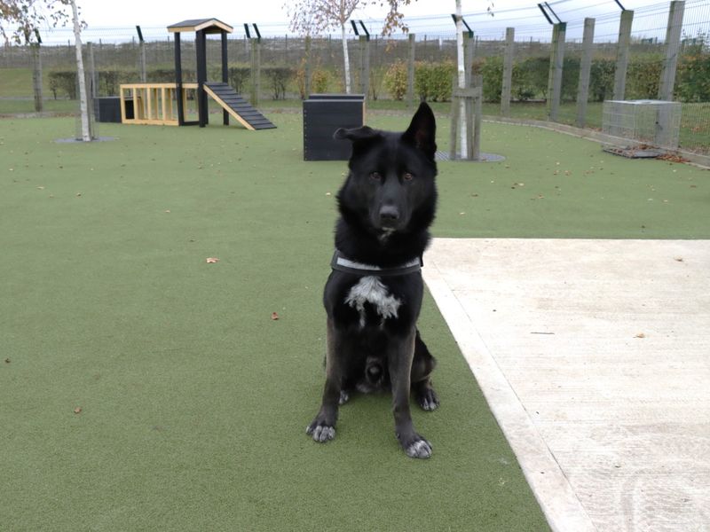 German Shepherd for adoption in Evesham, Worcestershire – 2 years old - Image 2 of 8
