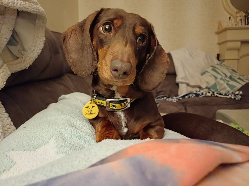 Dachshund for adoption in Ballymena, County Antrim – 5 years old - Image 2 of 2