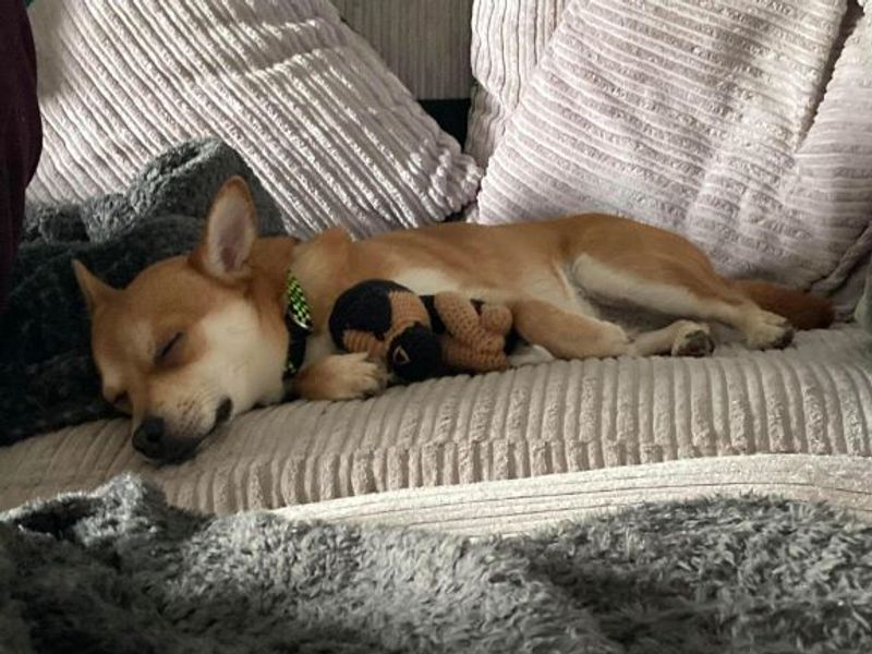 Pomeranian for adoption in West Calder, West Lothian – 4 years old - Image 1 of 5