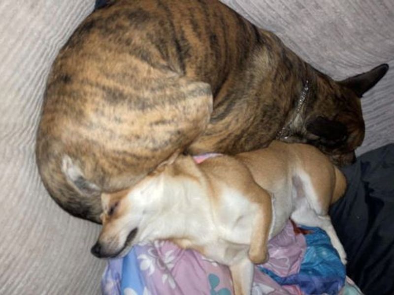 Pomeranian for adoption in West Calder, West Lothian – 4 years old - Image 3 of 5