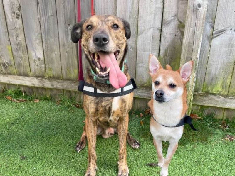 Pomeranian for adoption in West Calder, West Lothian – 4 years old - Image 4 of 5