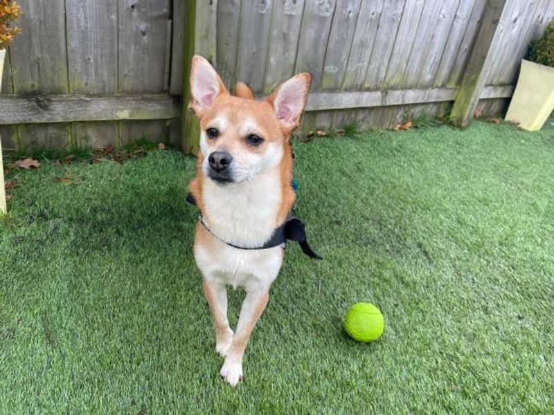 Pomeranian for adoption in West Calder, West Lothian – 4 years old - Image 5 of 5