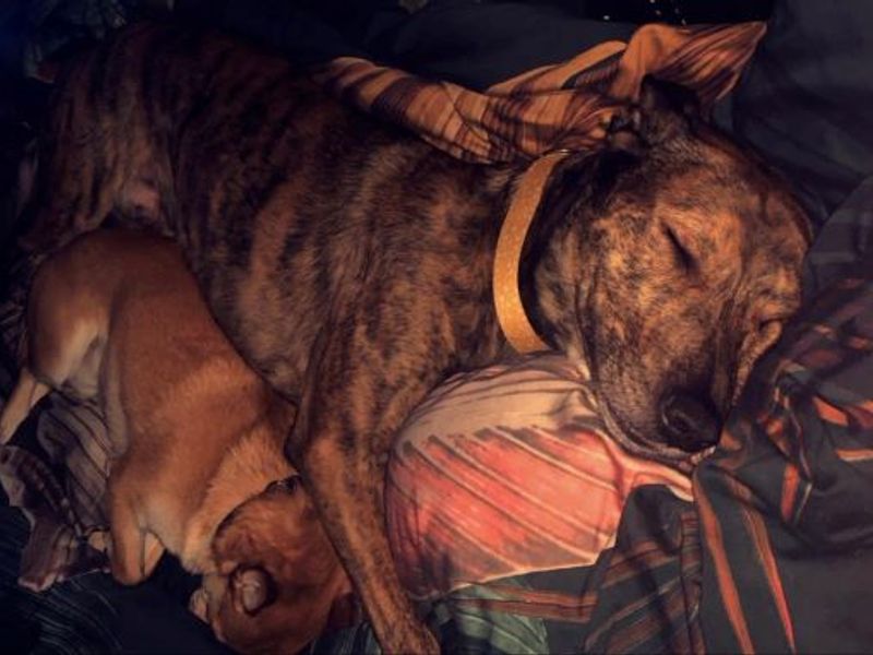 Pomeranian for adoption in West Calder, West Lothian – 4 years old - Image 2 of 5