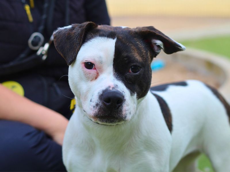 Staffordshire Bull Terrier for adoption in Manchester, Greater Manchester – 11 months old - Image 2 of 3