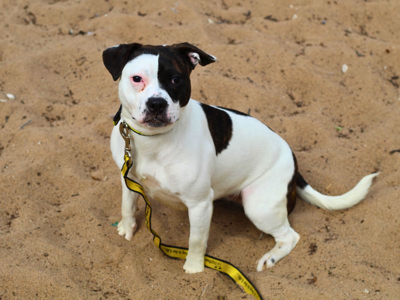 Remi for sale in Manchester, Greater Manchester - Image 3