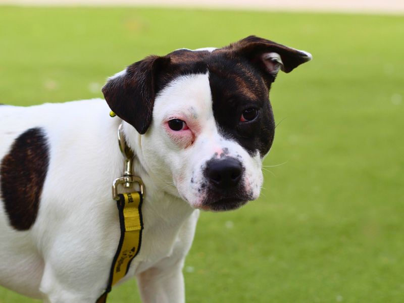 Remi for sale in Manchester, Greater Manchester