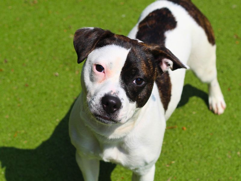 Remi | Terrier (Staffordshire Bull) Cross | Manchester - 1