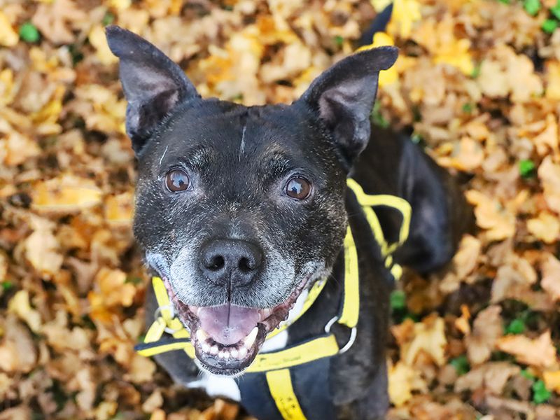 Staffordshire Bull Terrier for adoption in Leeds, Yorkshire – 12 years old - Image 1 of 3