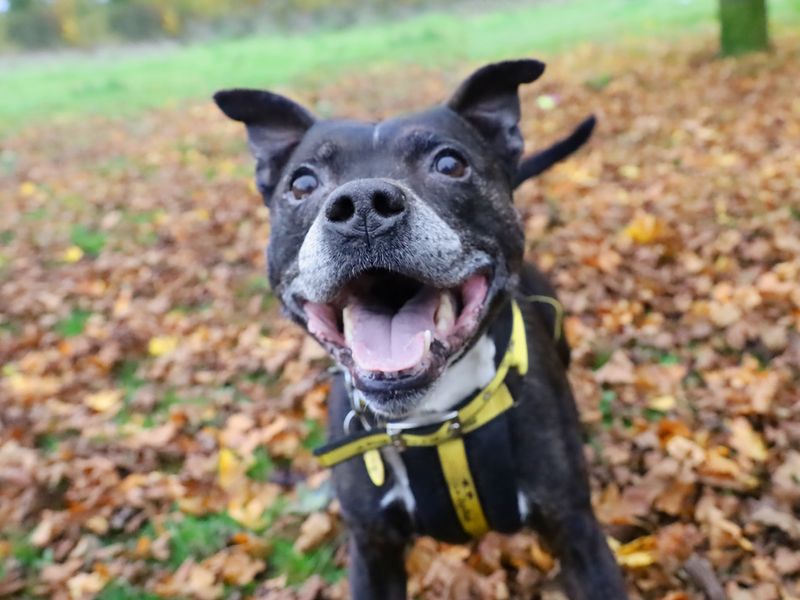 Staffordshire Bull Terrier for adoption in Leeds, Yorkshire – 12 years old - Image 3 of 3