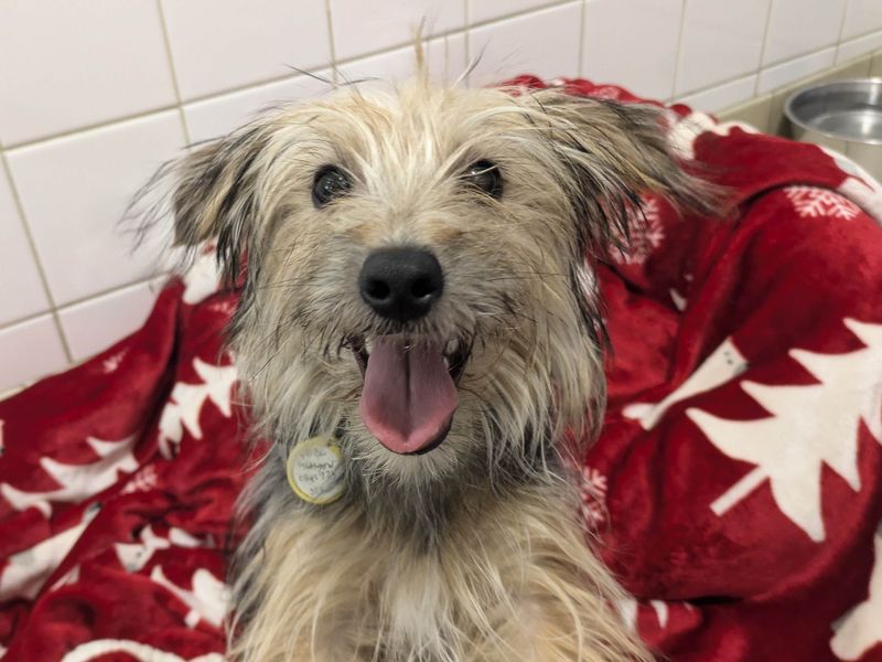 Yorkshire Terrier for adoption in Glasgow, Scotland – 1 year old - Image 1 of 1