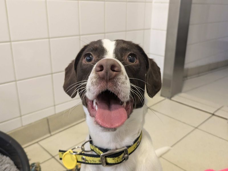 Alfie - Image 2 of 2