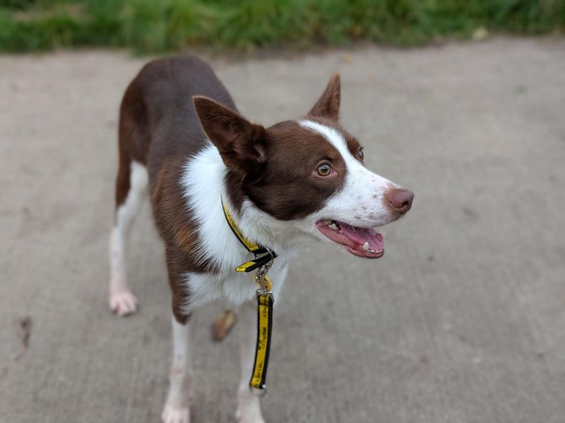 Border Collie for adoption in Wymeswold, Leicestershire – 5 years old - Image 1 of 3
