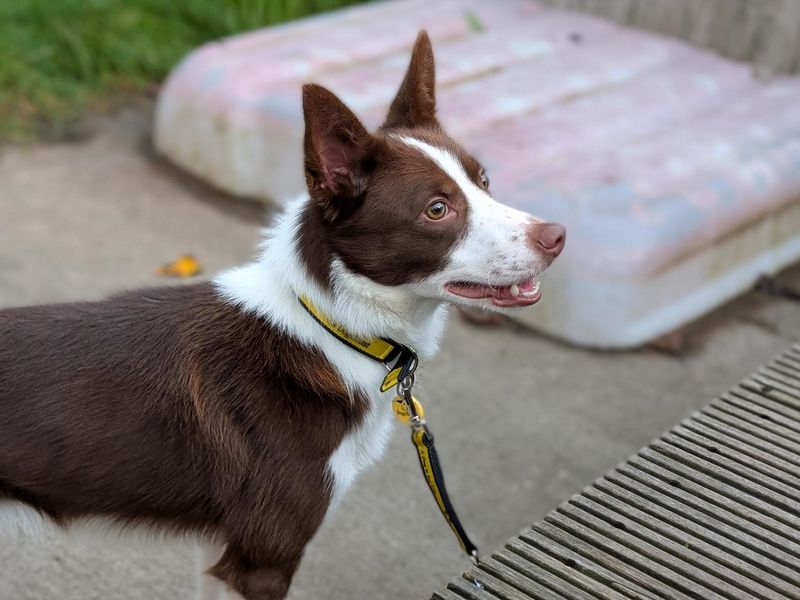 Border Collie for adoption in Wymeswold, Leicestershire – 5 years old - Image 2 of 3