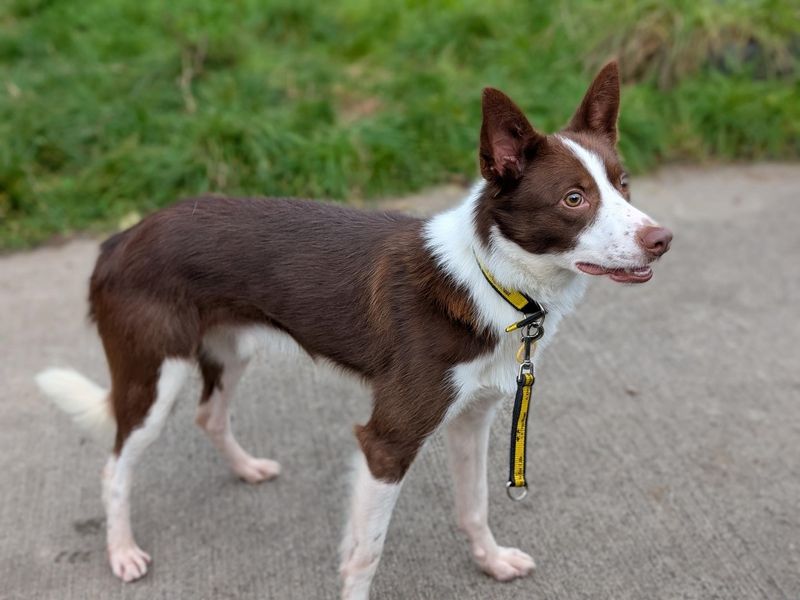 Border Collie for adoption in Wymeswold, Leicestershire – 5 years old - Image 3 of 3
