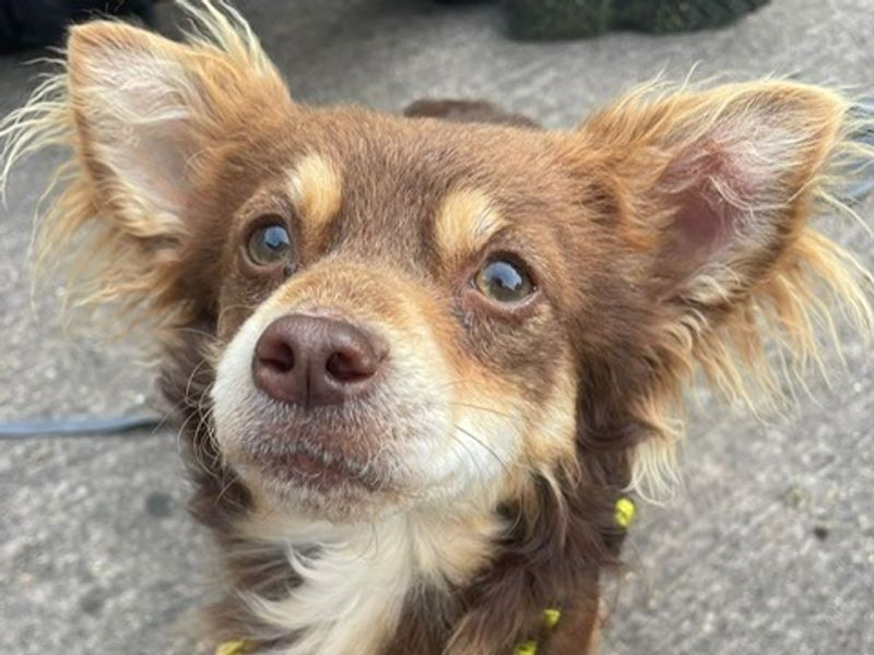 Chihuahua for adoption in Telford, Shropshire – 3 years old - Image 3 of 3