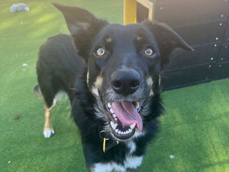 Border Collie for adoption in Chestfield, Kent – 2 years old