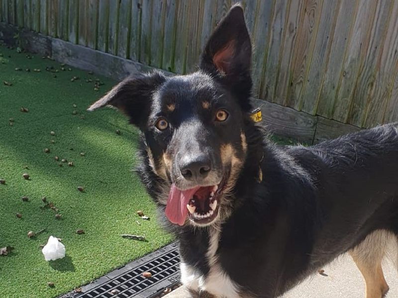 German Shepherd for adoption in Chestfield, Kent – 2 years old - Image 2 of 2