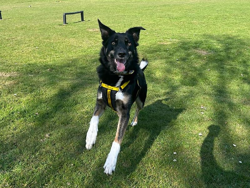 Georgia | Collie (Border) Cross | Canterbury - 1