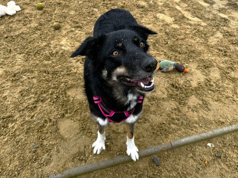 undefined | Collie (Border) Cross | undefined - 4
