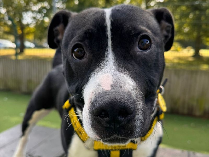 Staffordshire Bull Terrier for adoption in Chestfield, Kent – 1 year old - Image 1 of 2