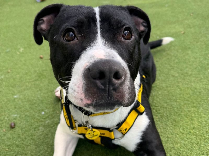 Staffordshire Bull Terrier for adoption in Chestfield, Kent – 1 year old - Image 2 of 2