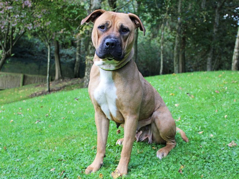 Staffordshire Bull Terrier for adoption in Liverpool, Merseyside – 2 years old - Image 2 of 3