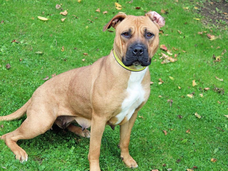 Staffordshire Bull Terrier for adoption in Liverpool, Merseyside – 2 years old - Image 3 of 3