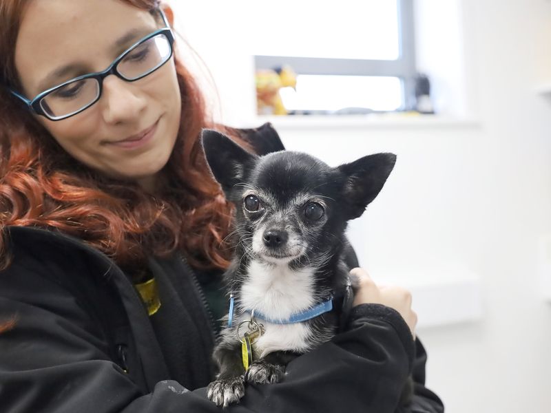 Chihuahua for adoption in Leeds, Kent – 9 years old - Image 2 of 4