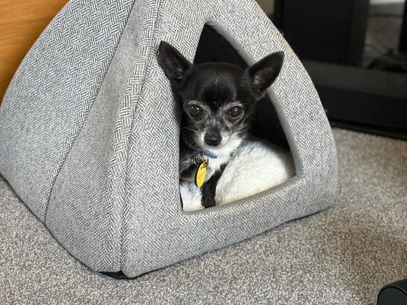 Chihuahua for adoption in Leeds, Kent – 9 years old - Image 3 of 4