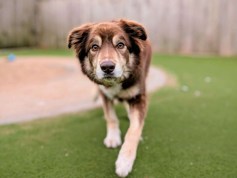 Milo | Collie (Welsh) | Cardiff - 1