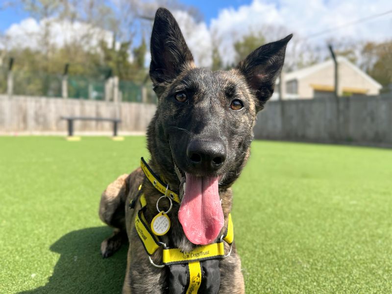 Meadow | Belgian Shepherd Dog (Malinois) Cross | Glasgow - 7