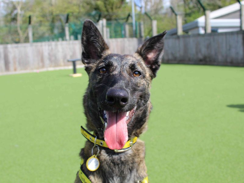 Meadow | Belgian Shepherd Dog (Malinois) Cross | Glasgow - 5