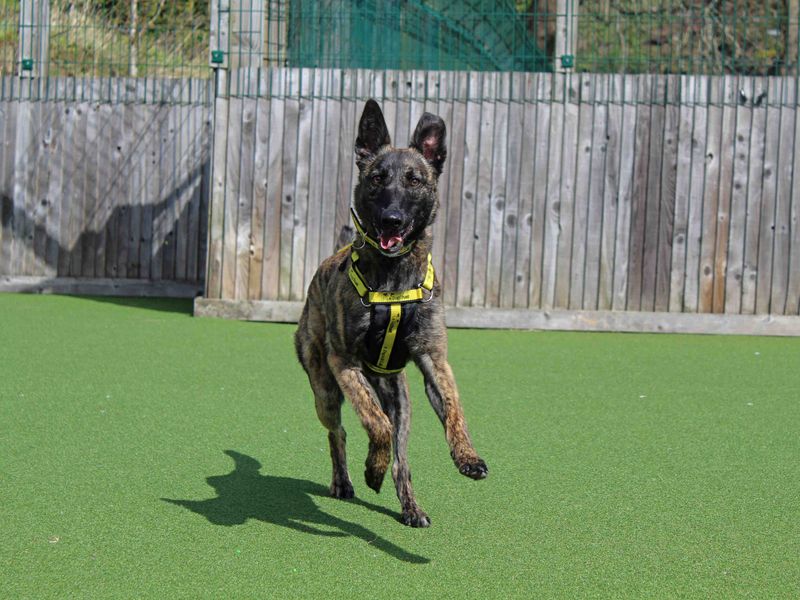 Meadow | Belgian Shepherd Dog (Malinois) Cross | Glasgow - 3
