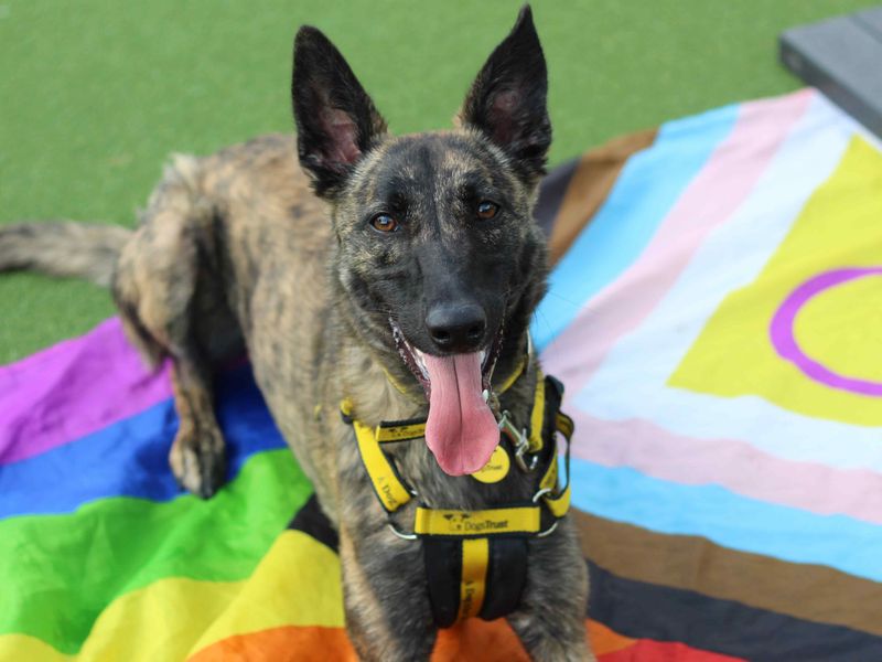 Meadow | Belgian Shepherd Dog (Malinois) Cross | Glasgow - 6