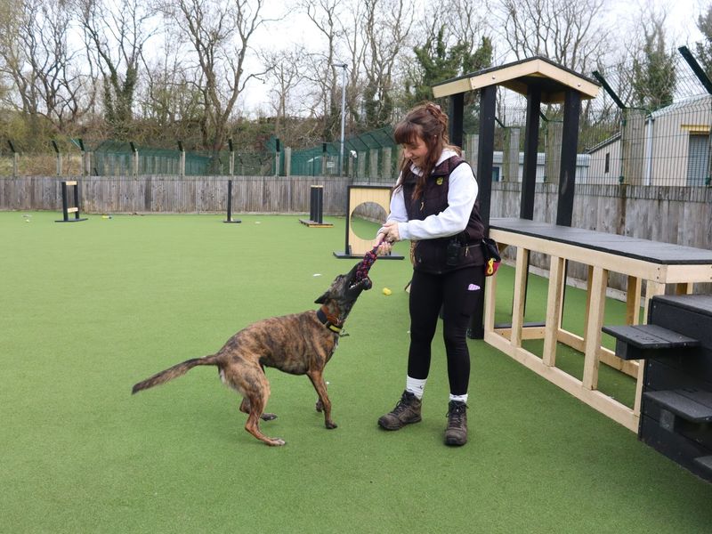 Meadow | Belgian Shepherd Dog (Malinois) Cross | Glasgow - 2