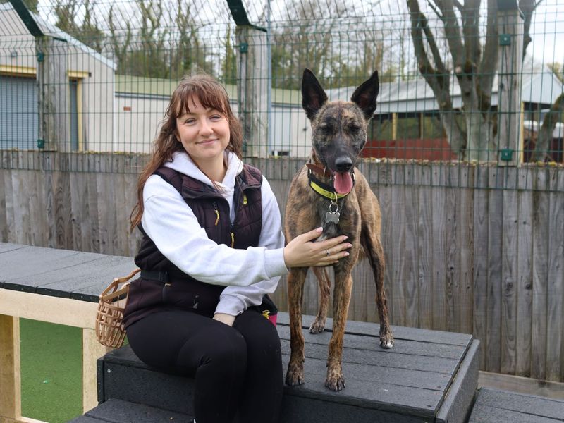 Meadow | Belgian Shepherd Dog (Malinois) Cross | Glasgow - 4